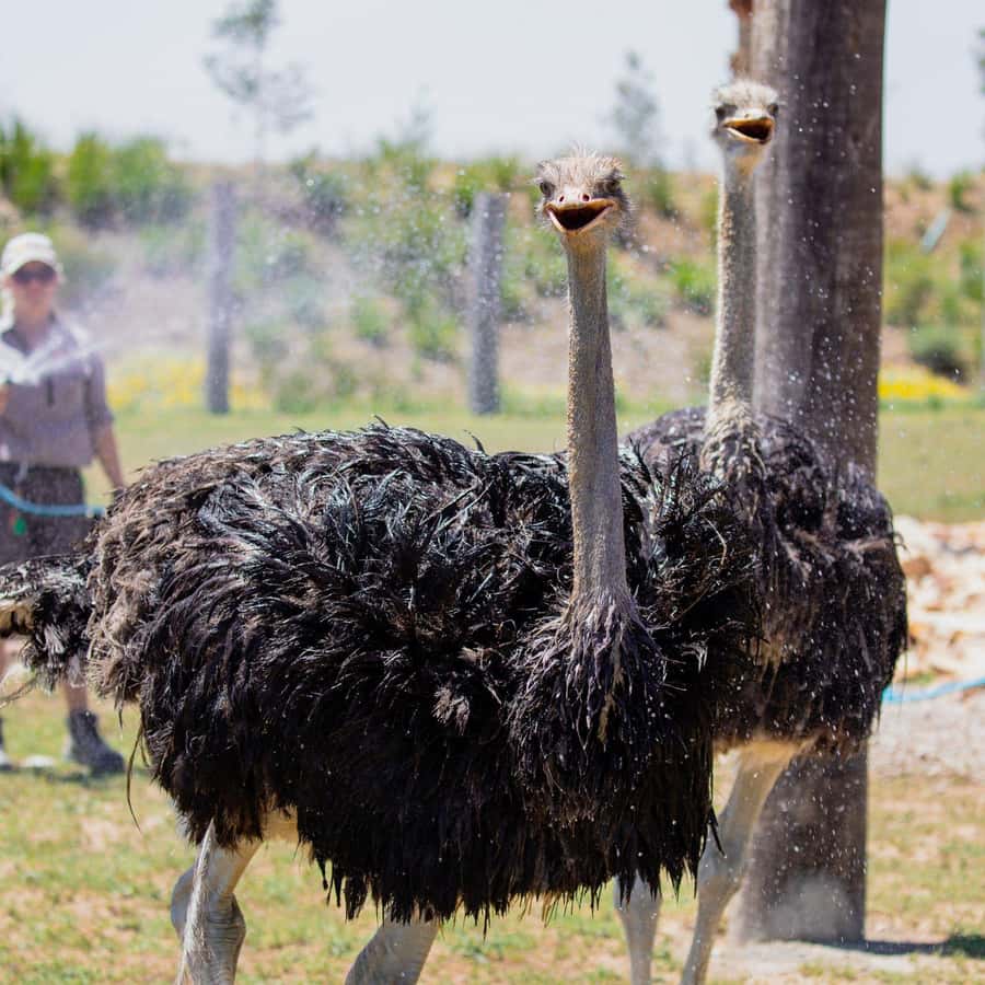 Sydney: Featherdale Wildlife Park Private Tour - Koalas, kangaroos, and optional animal contact