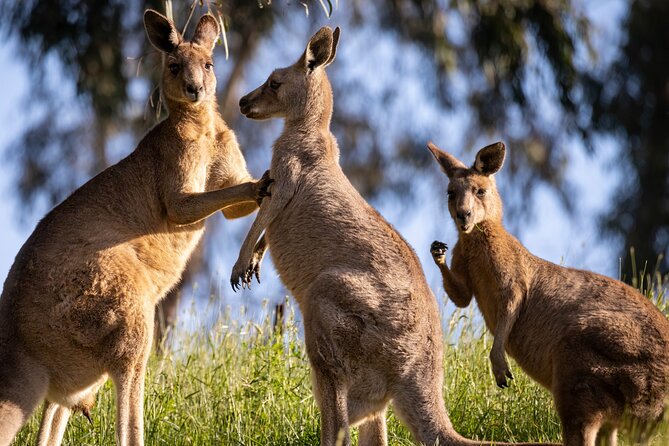 Sydney: PRIVATE Blue Mountains, Wildlife & Cruise Luxe Tour (10h) - Why this Blue Mountains day trip works