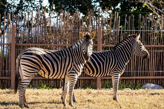 Sydney Taronga Zoo General Entry Ticket - Food, shade, and the practical side of the day