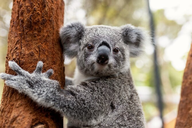 Sydney Taronga Zoo's Aussie Backyard Adventure Tour - Key things to know before you book