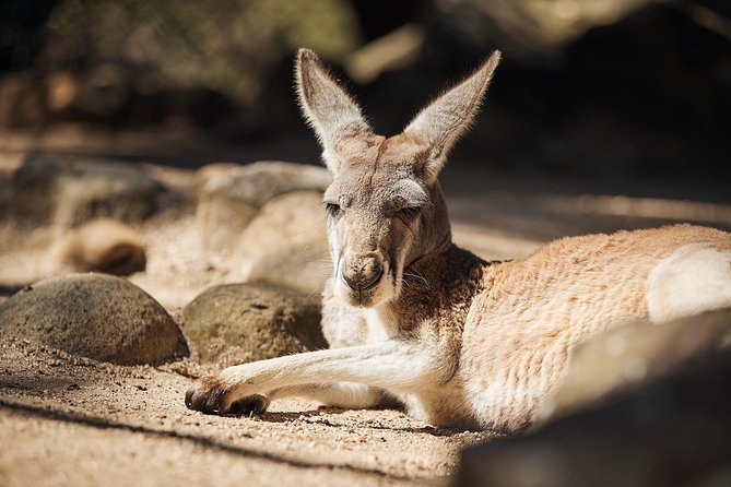 Sydney Taronga Zoo's Aussie Backyard Adventure Tour - Starting at Taronga Zoo and reaching the upper entrance