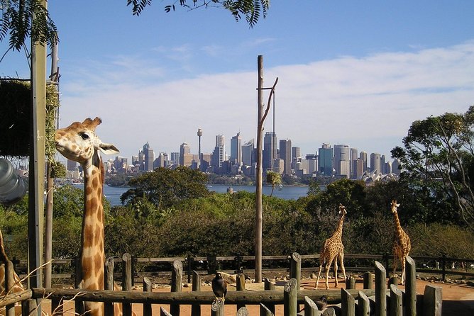 Sydney Taronga Zoo's Aussie Backyard Adventure Tour - The all-day ticket is where the value improves