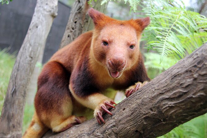 Sydney Taronga Zoo's Aussie Backyard Adventure Tour - Choosing the best time and pace