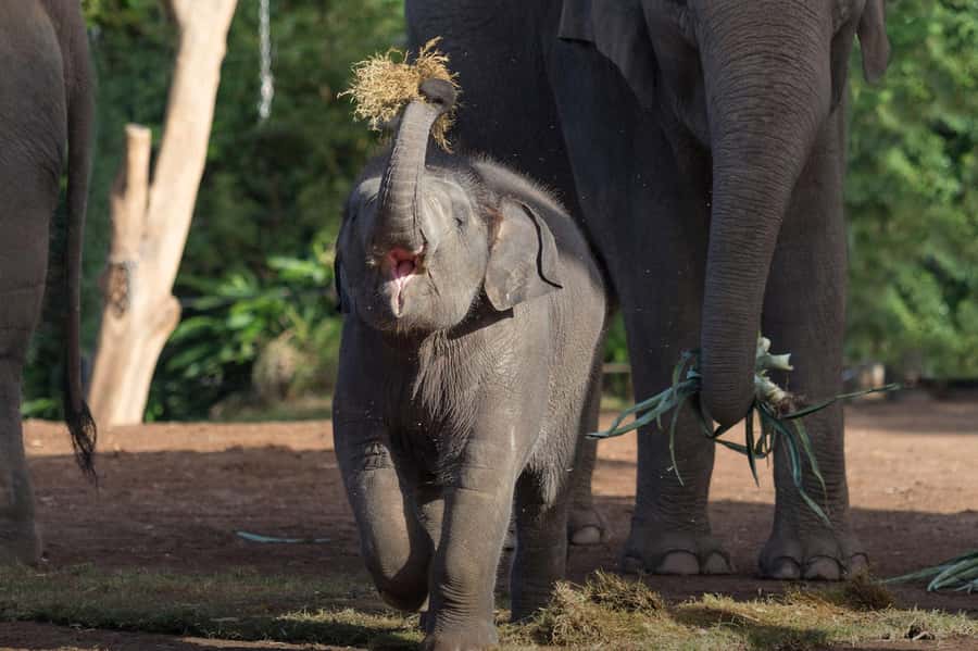 Sydney: Taronga Zoo Ticket with Return Ferry - The ferry makes the zoo part of your Sydney day