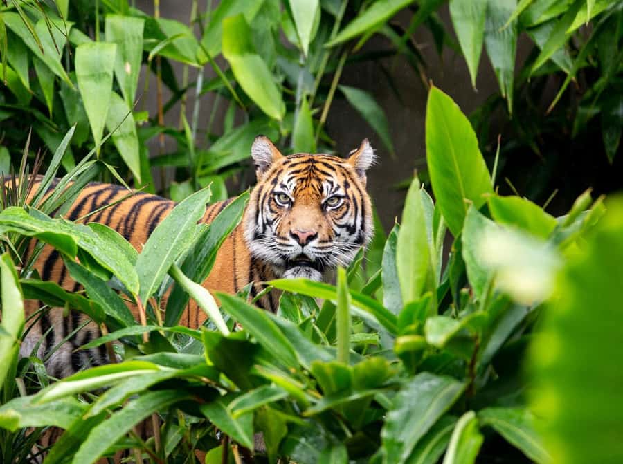 Sydney: Taronga Zoo Ticket with Return Ferry - Arriving at Taronga Zoo and planning your route