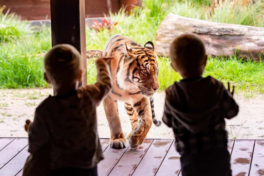 Sydney: Taronga Zoo Ticket with Return Ferry - Keeper talks give the day useful structure