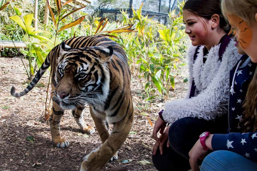 Sydney: Taronga Zoo Ticket with Return Ferry - Harbour views are part of the zoo experience