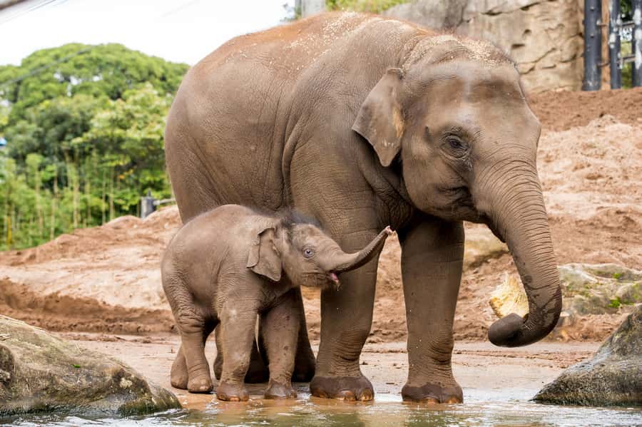 Sydney: Taronga Zoo Ticket with Return Ferry - Food, breaks, and the cost of a full day