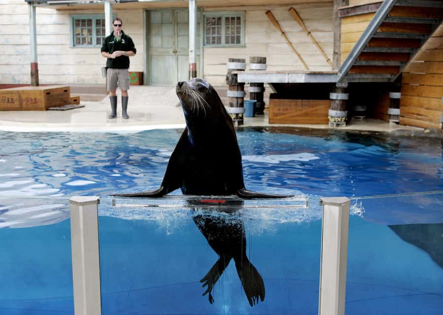 Sydney: Taronga Zoo Ticket with Return Ferry - Should you book the Taronga Zoo ferry package?