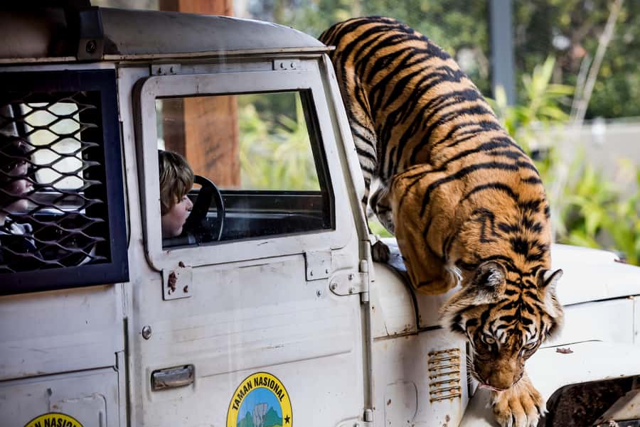 Sydney: Taronga Zoo Ticket with Return Ferry - Native Australian animals and rare species