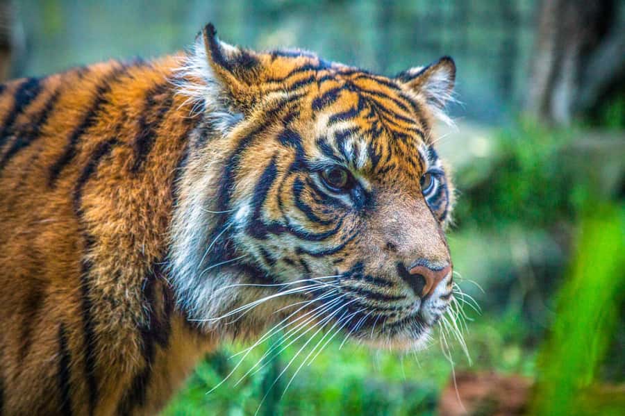 Sydney: Taronga Zoo Tickets - Key points to know before you go