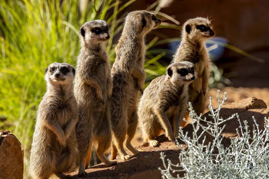 Sydney: Taronga Zoo Tickets - Who should book Taronga Zoo?