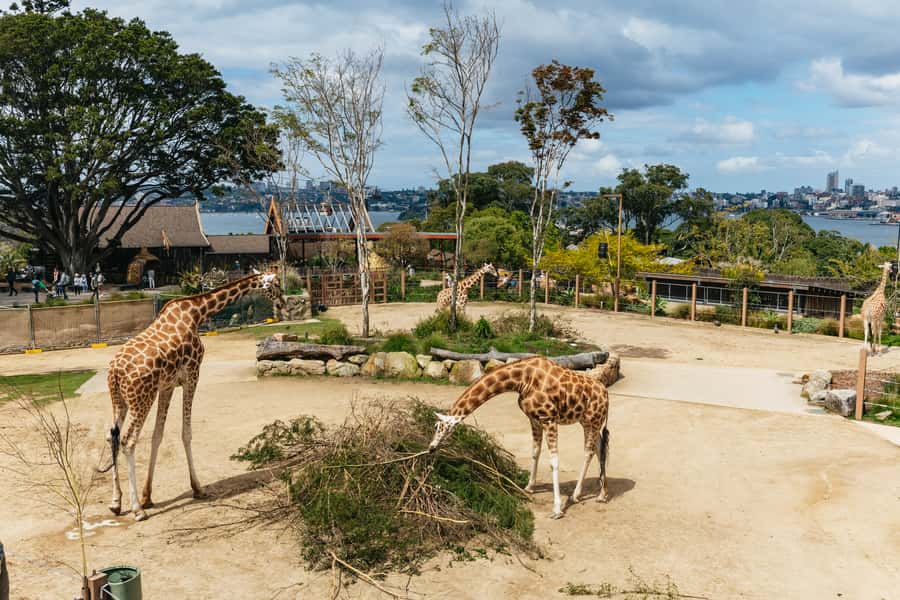 Sydney: Taronga Zoo Tickets - The best route through nine trails