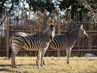 Sydney: Taronga Zoo Tickets