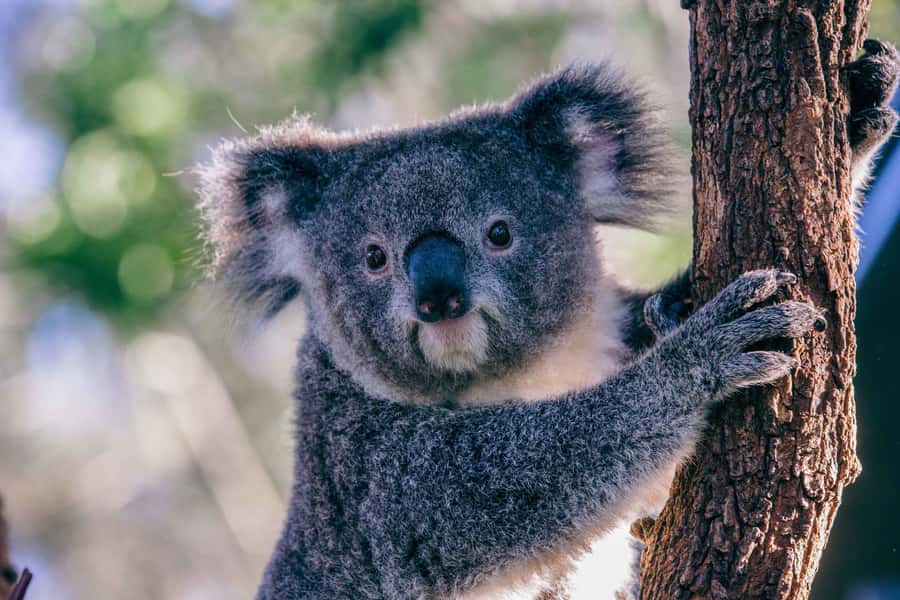 Sydney: Taronga Zoo Tickets - Food, rest stops, and how long to stay