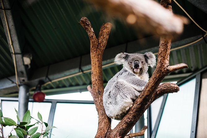Sydney Taronga Zoo Wild Australia Experience - Morning or afternoon tea with a harbor view