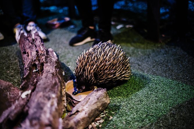 Sydney Taronga Zoo Wild Australia Experience - Close encounters with koalas, kangaroos, and wallabies