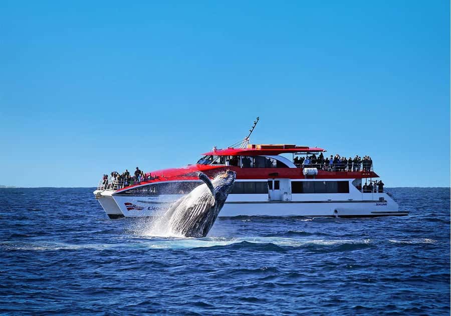 Sydney: Whale Watching Cruise and Taronga Zoo Package - Key points to know before you book