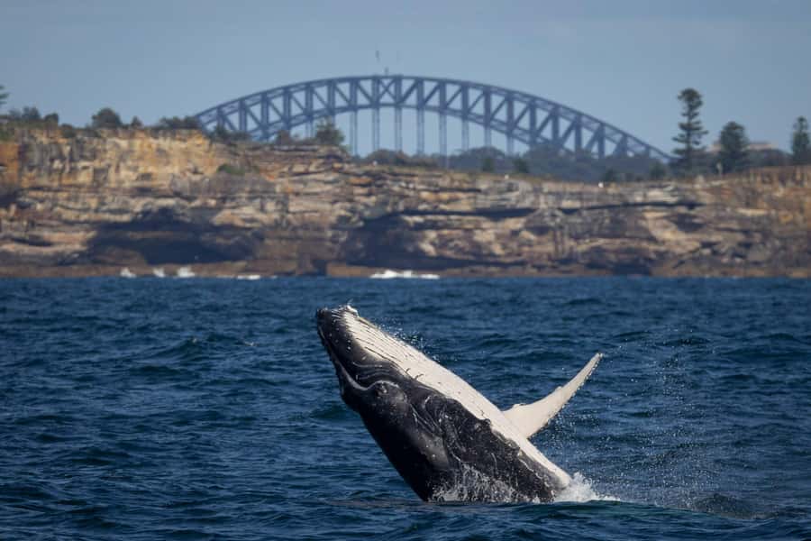 Sydney: Whale Watching Cruise and Taronga Zoo Package - From Circular Quay to the open Pacific