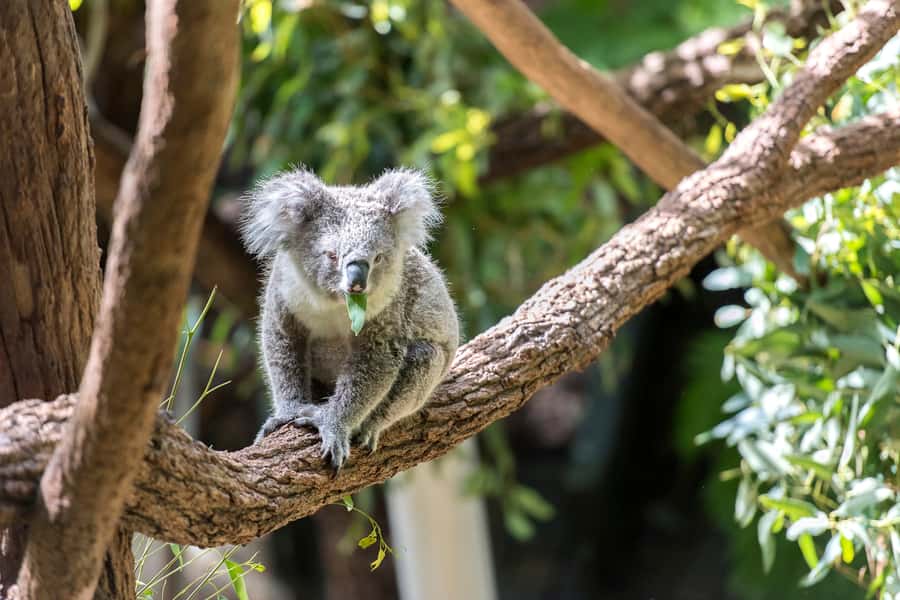 Sydney: Whale Watching Cruise and Taronga Zoo Package - Managing the motion, wind, and viewing crowds