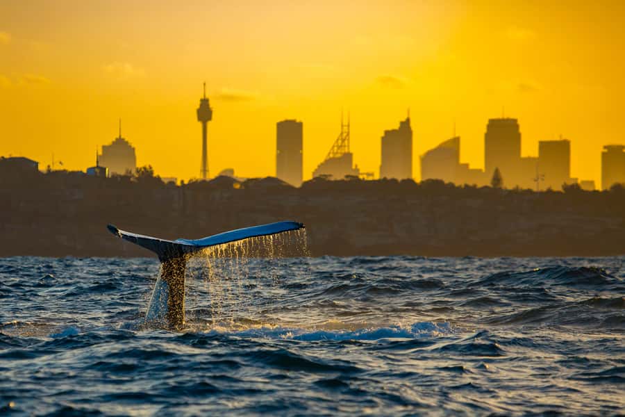 Sydney: Whale Watching Cruise and Taronga Zoo Package - Is $95 good value?