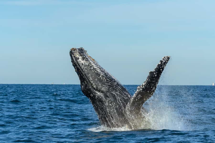 Sydney: Whale Watching Cruise and Taronga Zoo Package - Who will enjoy this day most?