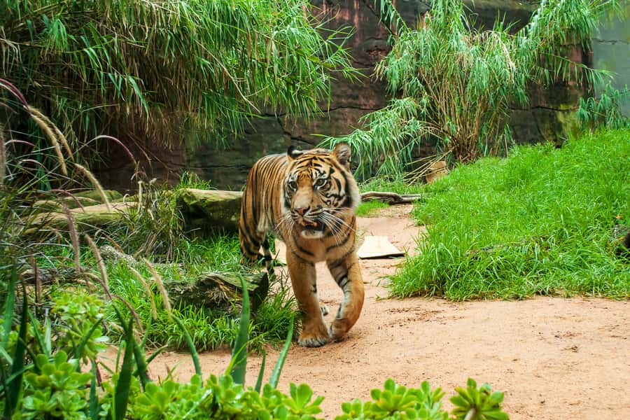 Sydney: Whale Watching Cruise and Taronga Zoo Package - Small planning choices that improve the day