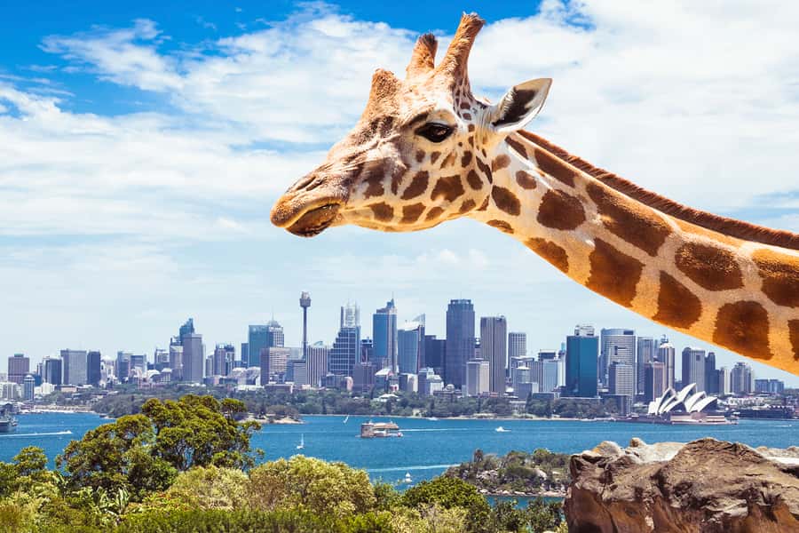 Sydney: Whale Watching Cruise and Taronga Zoo Package - What a whale sighting really looks like
