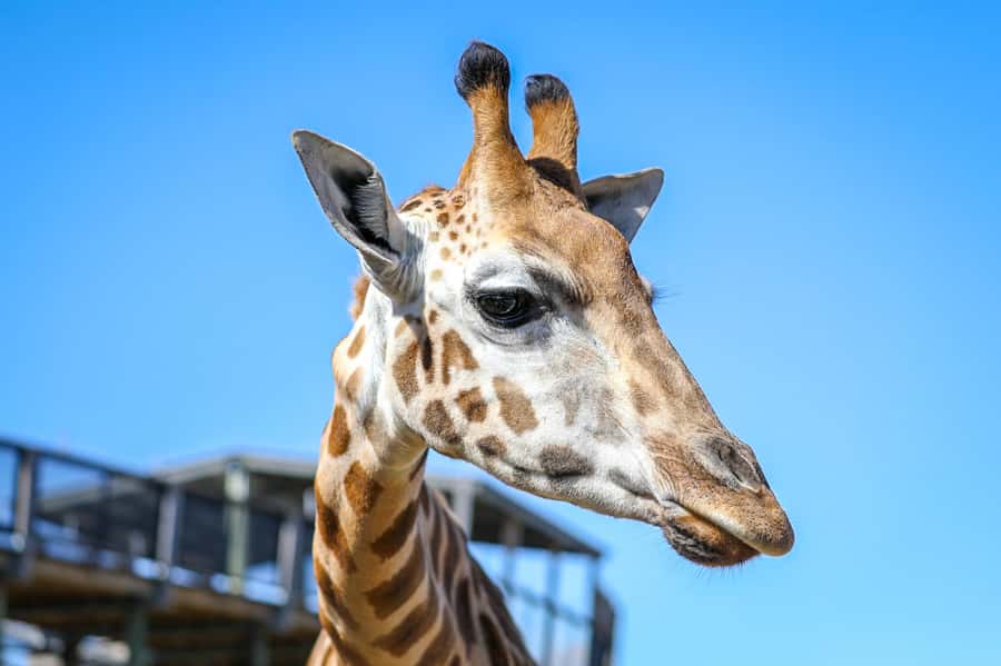 Sydney Zoo Admission Ticket - A Full Day Among 4,000 Animals
