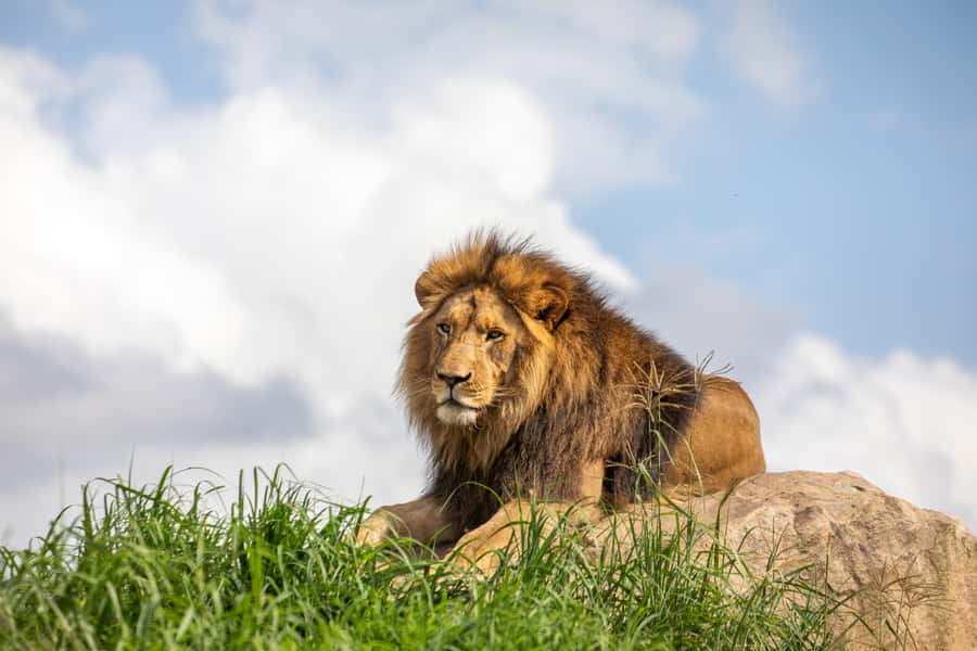 Sydney Zoo Admission Ticket - Who Will Enjoy Sydney Zoo Most?