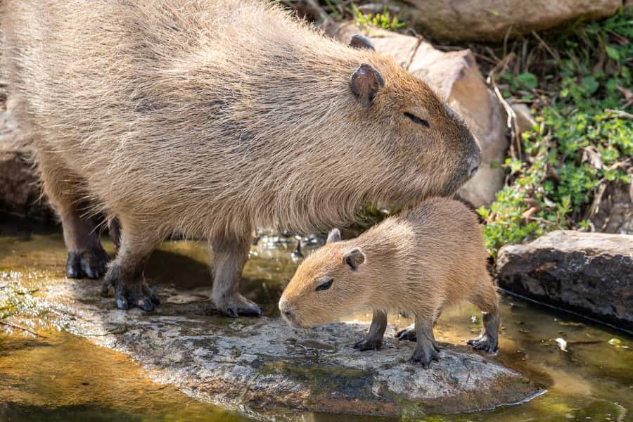 Sydney Zoo Admission Ticket - African Boardwalk and Mixed-Species Habitats