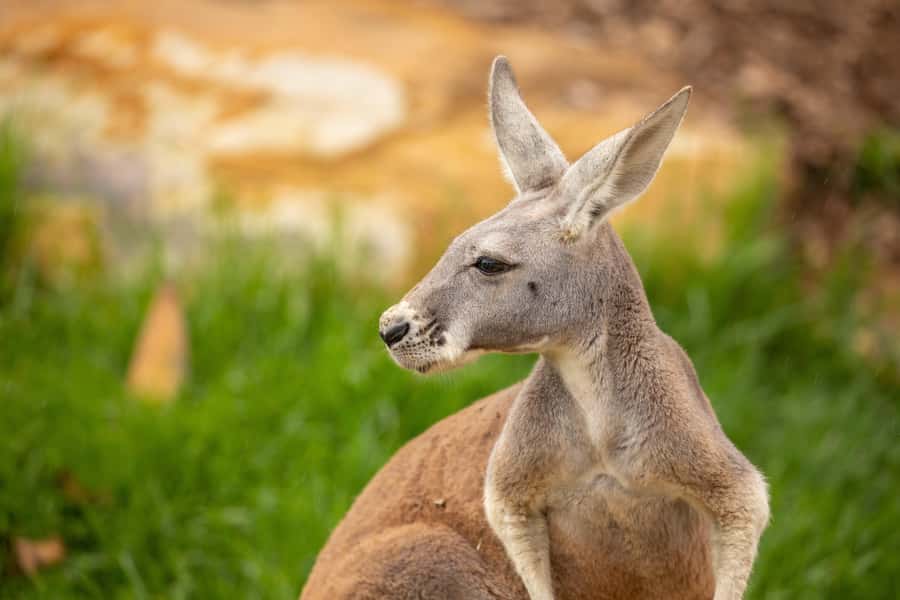Sydney Zoo Admission Ticket - Aquarium Life and the Reptile and Nocturnal House