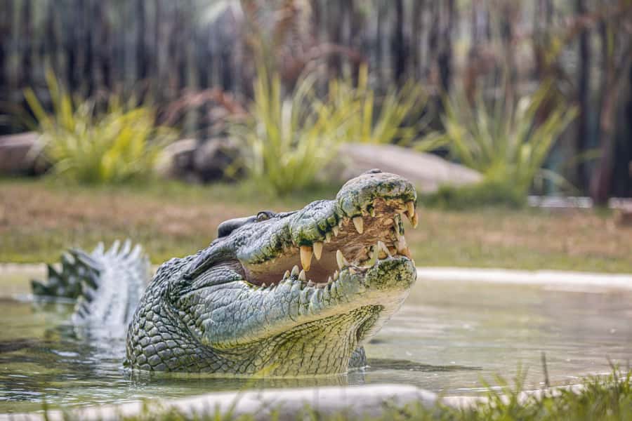Sydney Zoo Admission Ticket - Why the Flat Design Matters