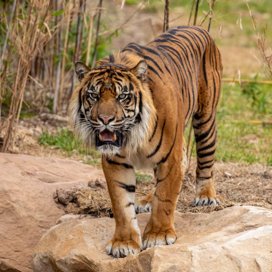 Sydney Zoo Admission Ticket - Heat, Shade, Food, and Practical Comfort