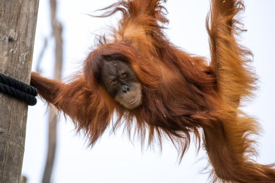 Sydney Zoo Admission Ticket - Getting to Eastern Creek
