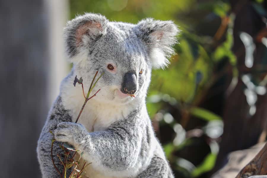 Sydney Zoo Admission Ticket - Is the $38 Ticket Good Value?
