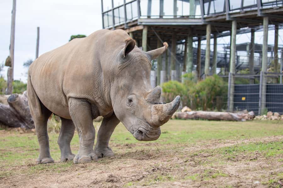 Sydney Zoo Admission Ticket - Primate Boulevard and South-East Asian Animals
