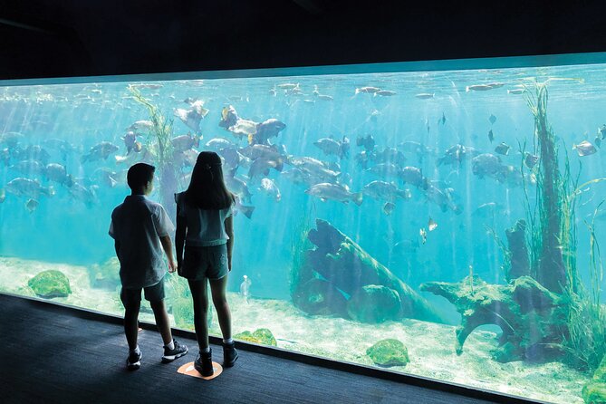Sydney Zoo General Entry Admission Ticket - Family pacing, food, and school groups