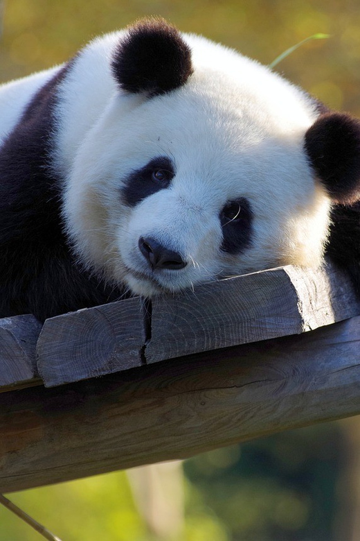 Taipei: Zoo Entrance Ticket - Taipei Zoo: more than a quick panda stop