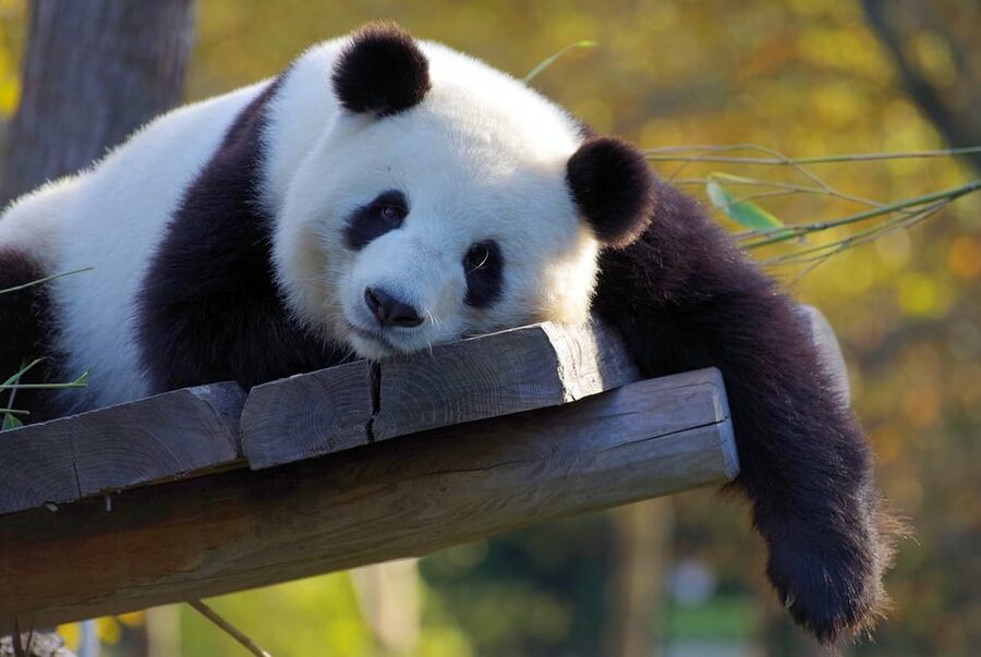 Taipei: Zoo Entrance Ticket - How the ticket redemption works