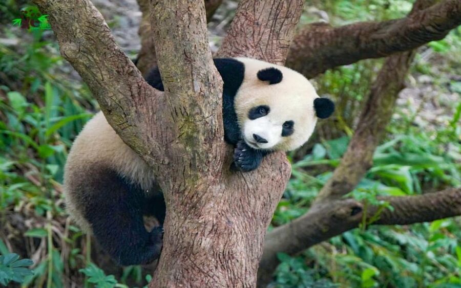 Taipei: Zoo Entrance Ticket - Who will enjoy this outing most
