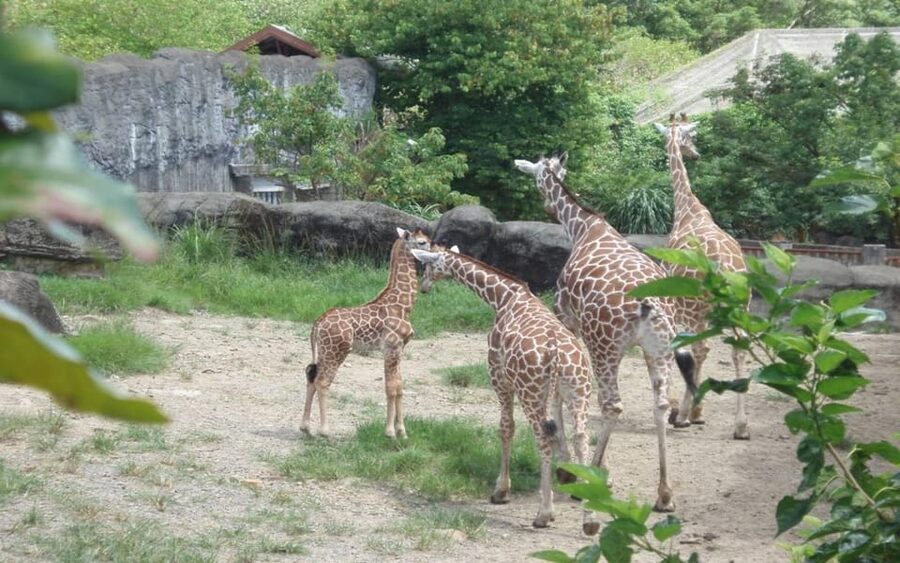 Taipei: Zoo Entrance Ticket - Should you book the Taipei Zoo and Gondola ticket?