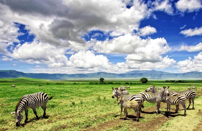 Tanzania Wildlife Encounters - 6 Days - Key details to know before booking