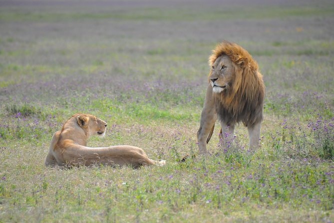 Tanzania Wildlife Encounters - 6 Days - Day 3: Leaving Manyara for the Serengeti