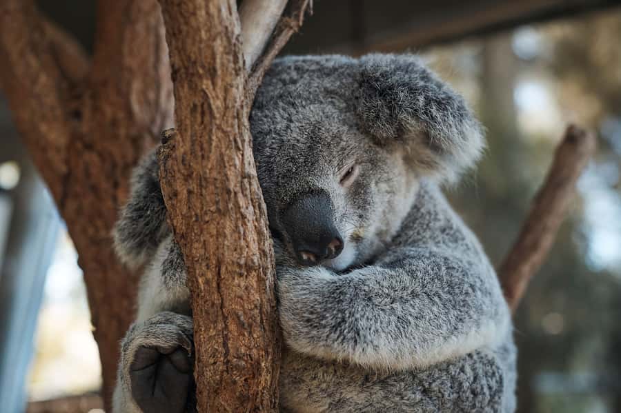 Taronga Zoo Aussie Backyard Adventure - Key points to know before booking