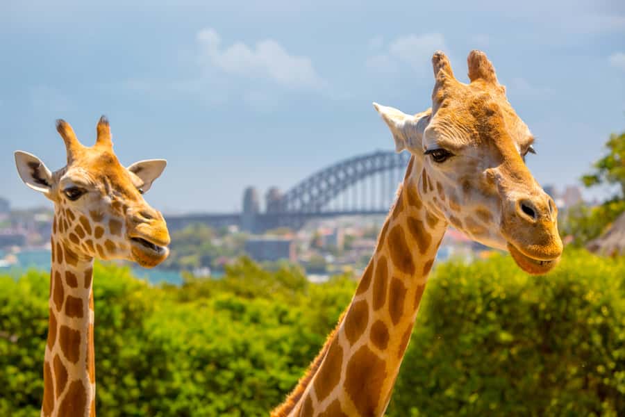 Taronga Zoo Aussie Backyard Adventure - What your 90 minutes looks like