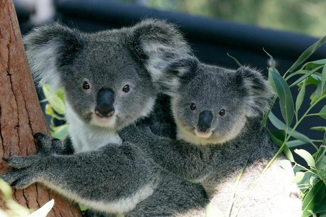 Taronga Zoo Entry & Return Ferry - Sydney Harbour - Why the ferry is part of the attraction