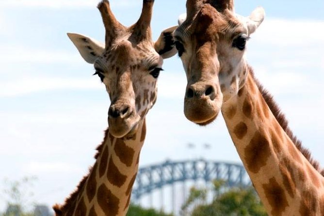 Taronga Zoo Entry & Return Ferry - Sydney Harbour - Arriving at a large, hilly zoo
