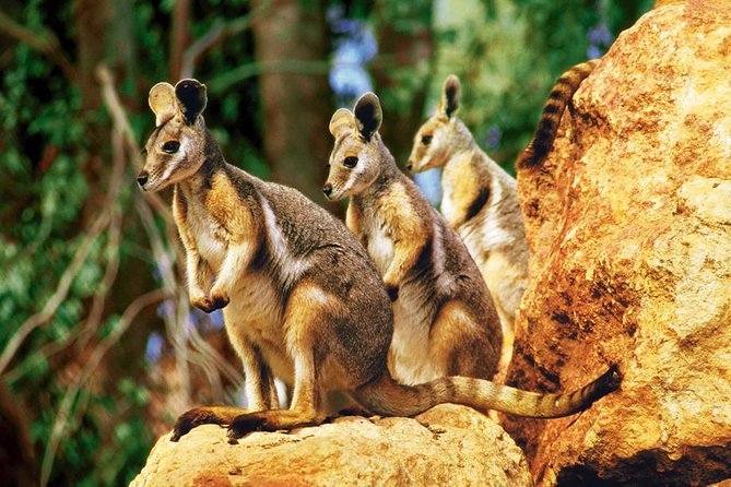 Taronga Zoo Entry & Sydney Harbour 2-Day Hop On Hop Off Cruise - Key points to know before you go