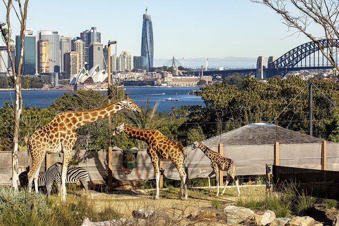 Taronga Zoo + Ferry Return Ticket - Use the shuttle to reach the upper entrance